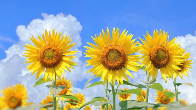 夏季休業のお知らせ