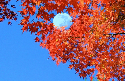 11月の講座日程と年内のご予約状況について