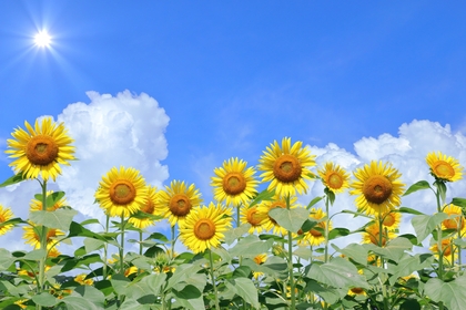 7月の講座予定とご予約状況について