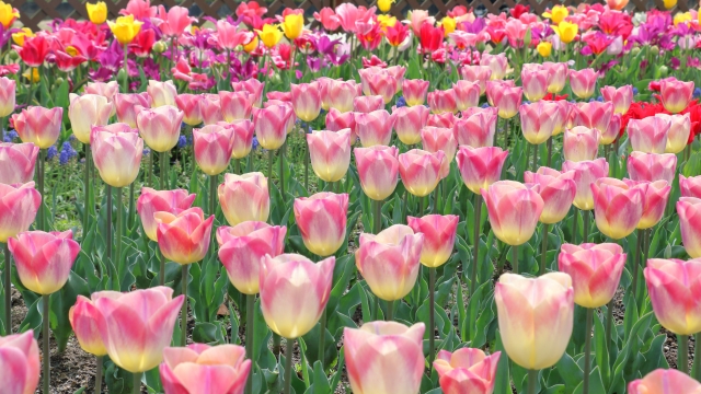 お片づけの「仕組み」が変わる春。大手サービス終了と、私が大切にしたいこと